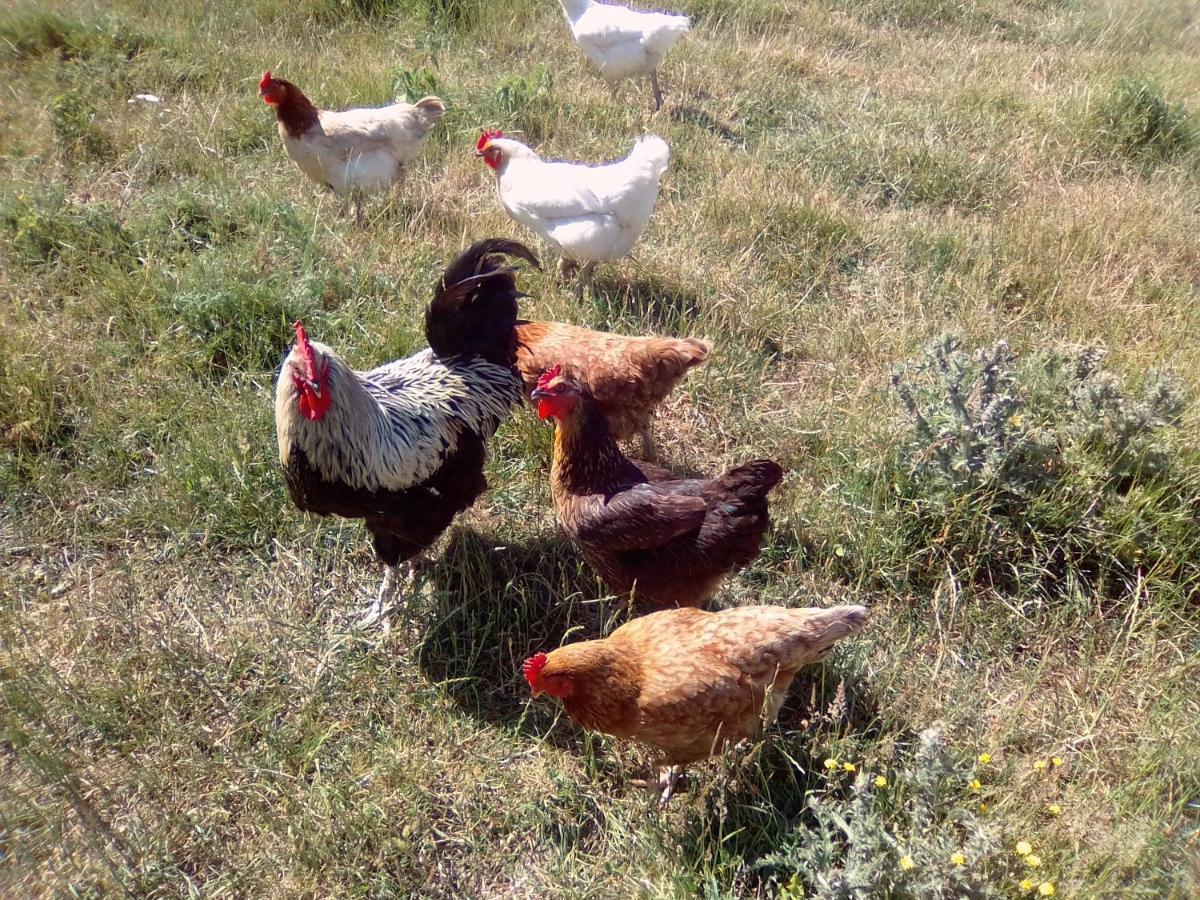 La Ferme d' Emerentine Bacilly Esterno foto