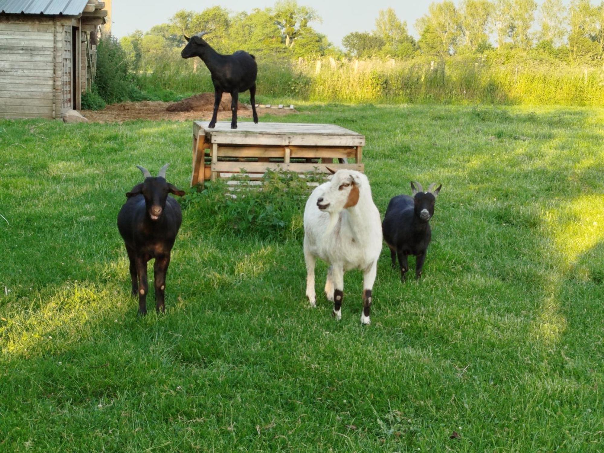 La Ferme d' Emerentine Bacilly Esterno foto